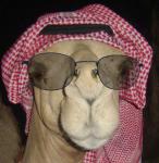 ya hala ya hala